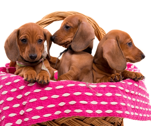 Best dachshund names Best dachshund names