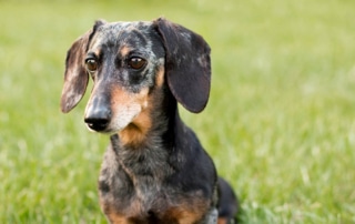 Black and Tan Dapple Dachshund