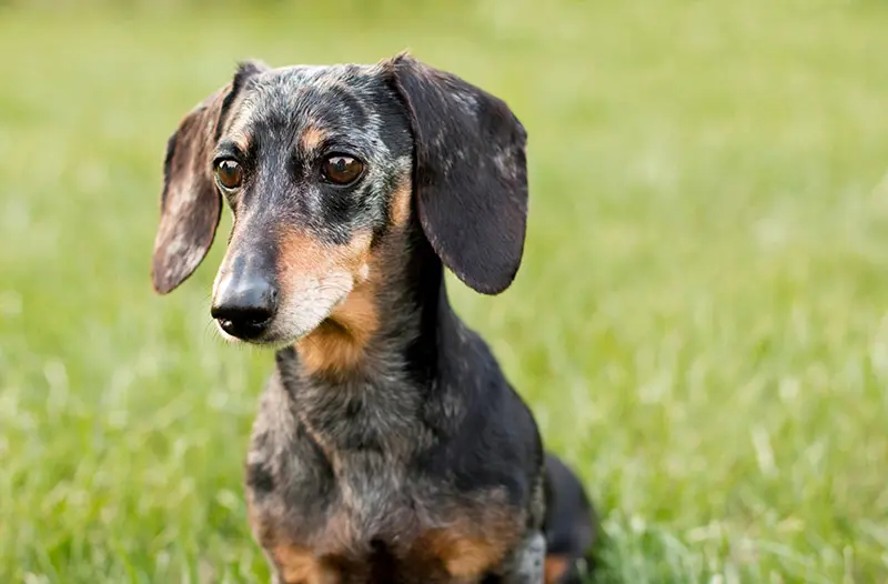 Unique Origin Of The Dachshund [History Weight Color