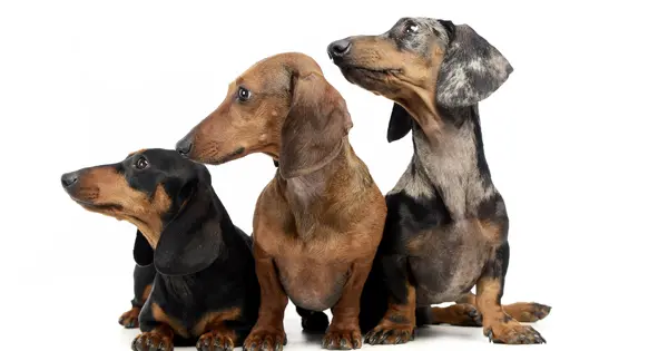 Best Dachshund Names