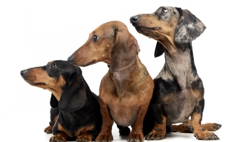 three cute dachshunds sitting together. best dachshund names.
