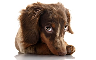 adopting a dachshund