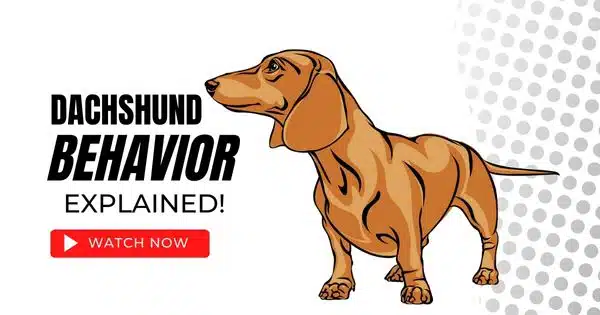 Dachshund Behavior Explained YouTube Video