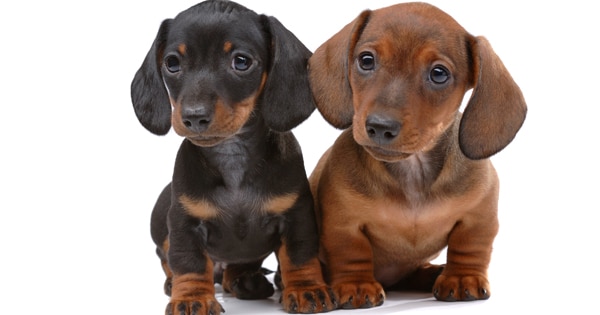 Two cute dachshund puppies Two cute dachshund puppies.