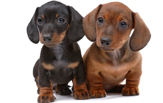 Two cute dachshund puppies. Unique dachshund names post