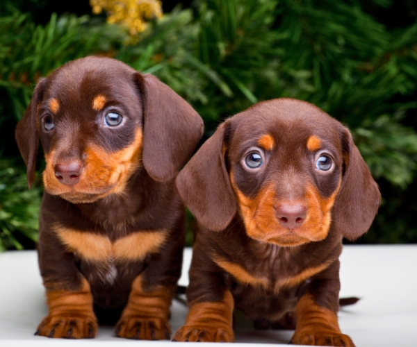 unique dachshund names unique dachshund names