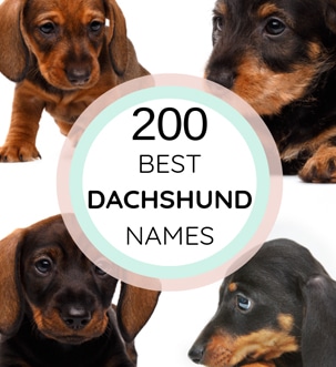 What Is A Good Name For A Dachshund? [2019 Best Names] - Dachshund Station