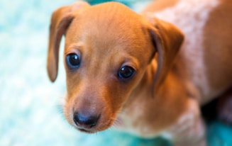 Best Carpet Cleaner for Dachshunds