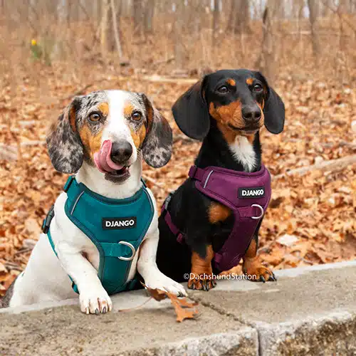 Two dachshunds wearing DJANGO’s Tahoe No Pull Dog Harness Two dachshunds wearing DJANGO’s Tahoe No Pull Dog Harness