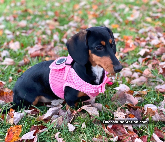 Best Dog Harnesses for Dachshunds BEST Dog Harnesses For Dachshunds