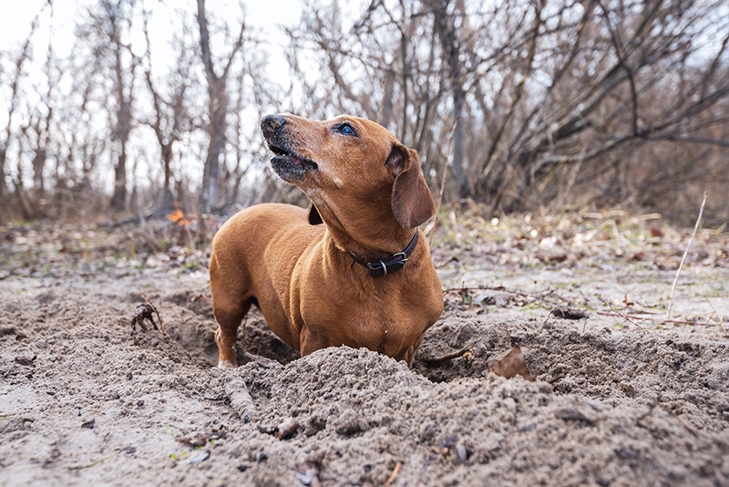 Funny dog digs a hole on the beach, hunts and barks. Dirty dachshund digging in the dirt outside.