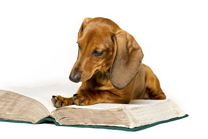 Dachshund Reading Book Commands To Teach Your Dachshund