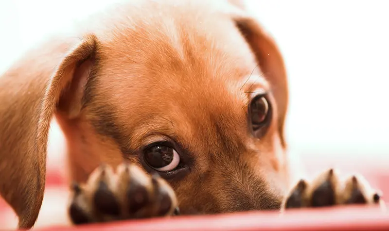dachshund behavior issues anxiety dachshund behavior issues anxiety