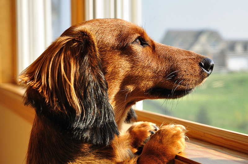 dachshund behavior problems