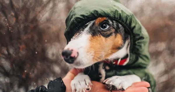 Best Dachshund Coats That Actually Fit Post