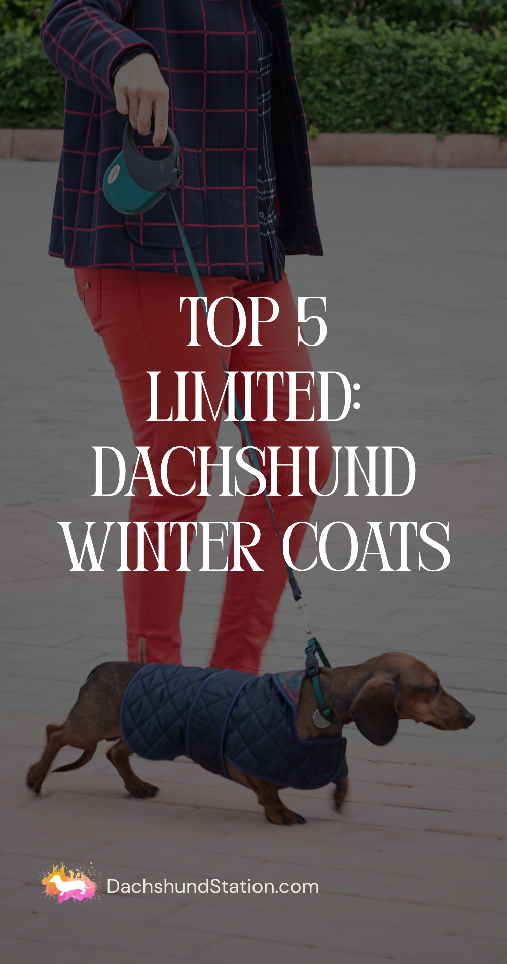 Limited Dachshund Winter Coats Limited Dachshund Winter Coats