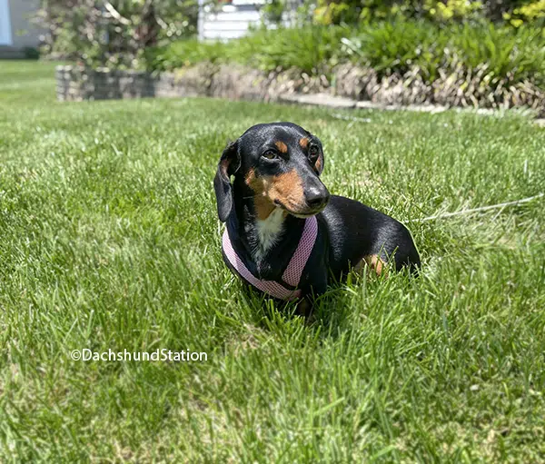 Mini Dachshund wearing a pink Gooby harness for dachshunds Mini Dachshund wearing a pink Gooby harness for dachshunds