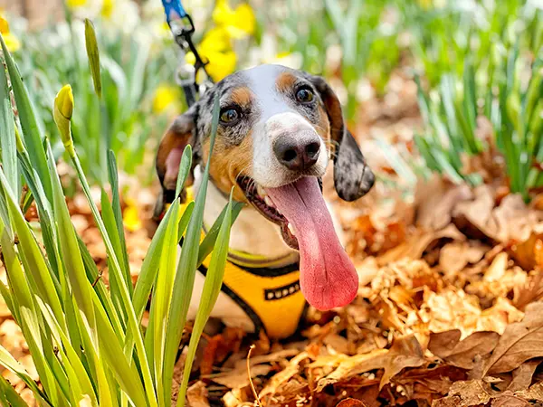 Happy Piebald Dachshund wearing yellow puppia harness Happy Piebald Dachshund wearing yellow puppia harness