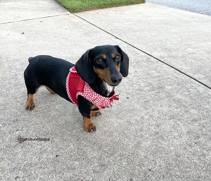 Black and Tan mini Dachshund wearing a red harness. Black and Tan mini Dachshund wearing a red harness.
