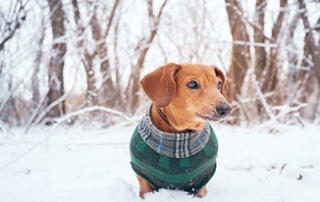 protect your dachshund's paws this winter