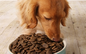 dachshund eating food 1_tn