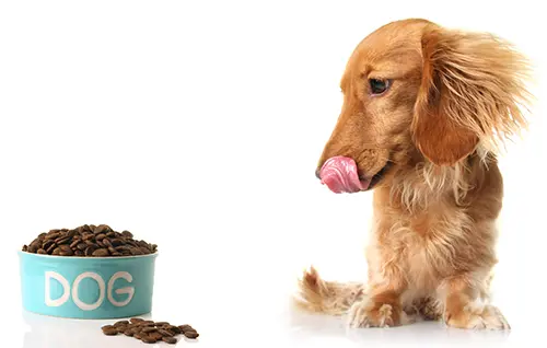 Dachshund licking his lips and looking at dog food bowl Dachshund licking his lips and looking at dog food bowl