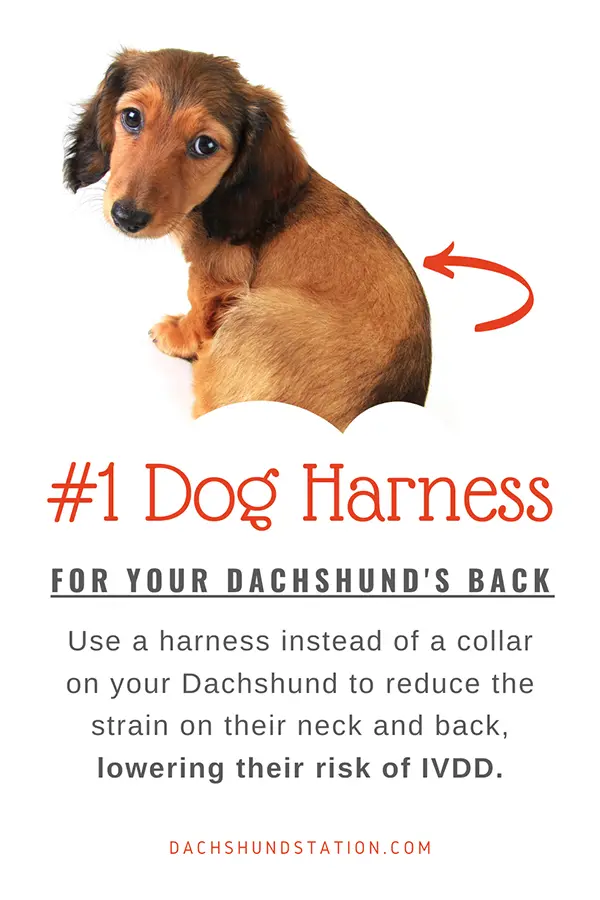 Use a dog harness instead of a leash to avoid Dachshund IVDD Use a dog harness instead of a leash to avoid Dachshund IVDD