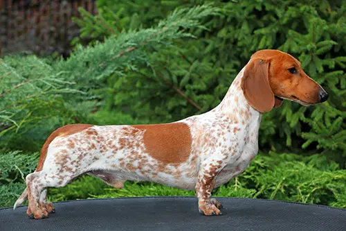 red piebald dachshund standing still on a table. red piebald dachshund standing still on a table.