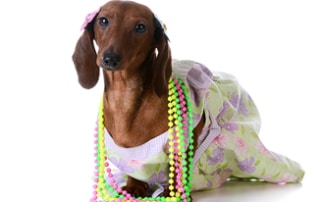 dachshund jewelry gifts