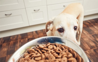 best slow feeder dog bowls