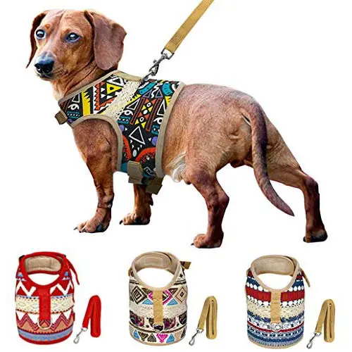 Dachshund wearing the Muttitude Dog Harness Dachshund wearing the Muttitude Dog Harness