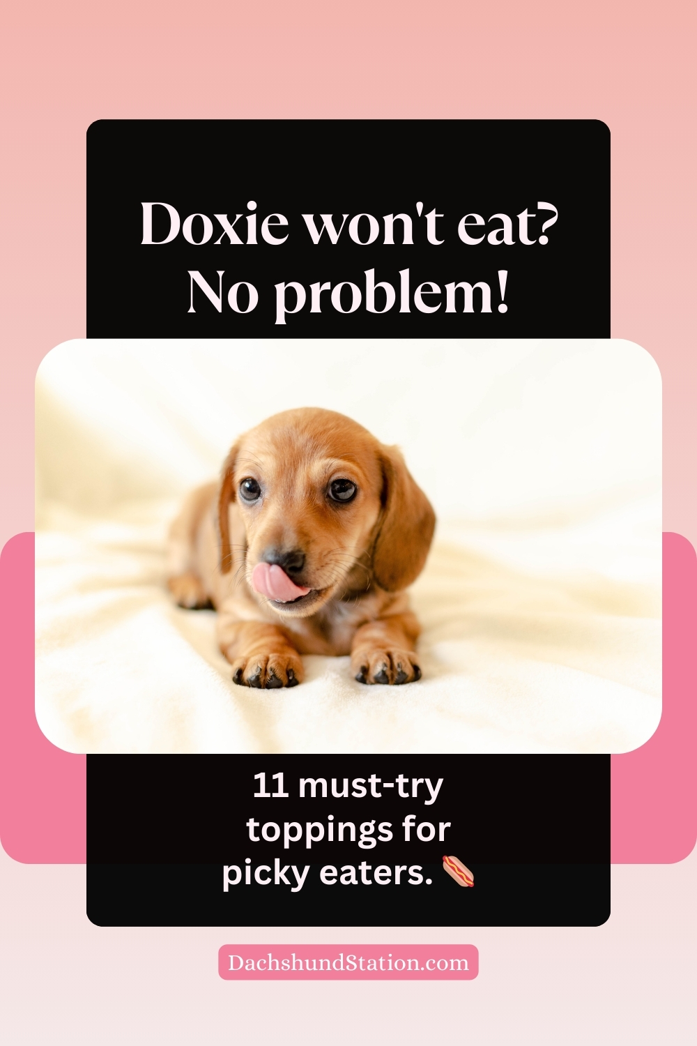 doxie won't eat