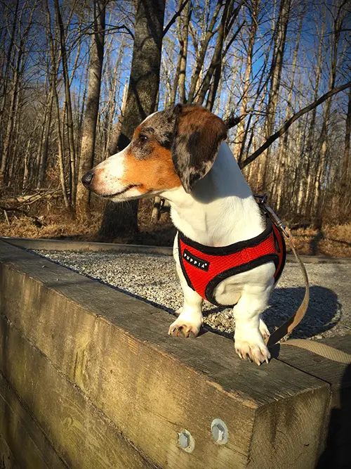 Mini Dachshund wearing Puppia Dog Harness for Dachshunds Mini Dachshund wearing Puppia Dog Harness for Dachshunds