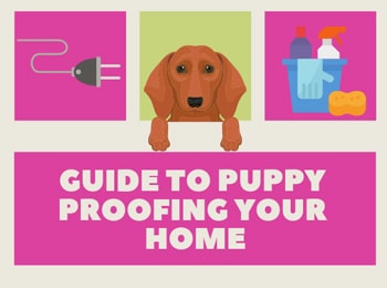 Puppy Proof Your Home