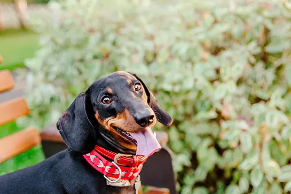 Easy Ways to Keep Your Dachshund Healthy Post