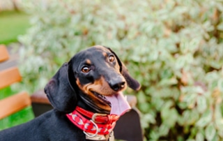 keep your dachshund healthy