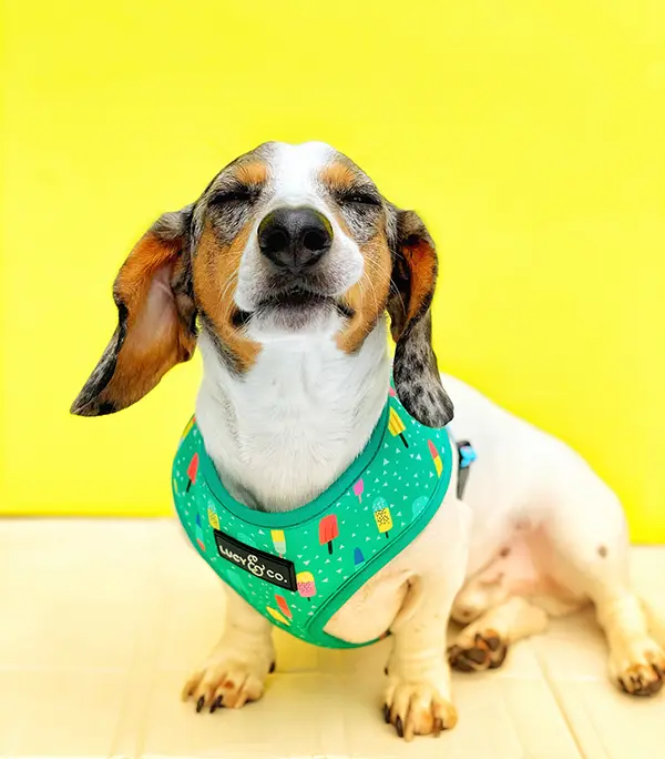 Funny Dachshund wearing Lucy and Co Dog Harness Funny Dachshund wearing Lucy and Co Dog Harness