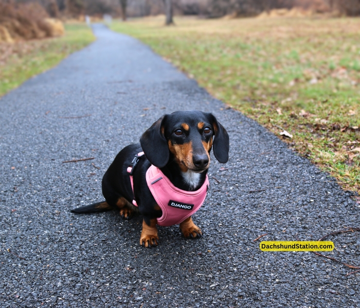 mini dachshund wearing django harness