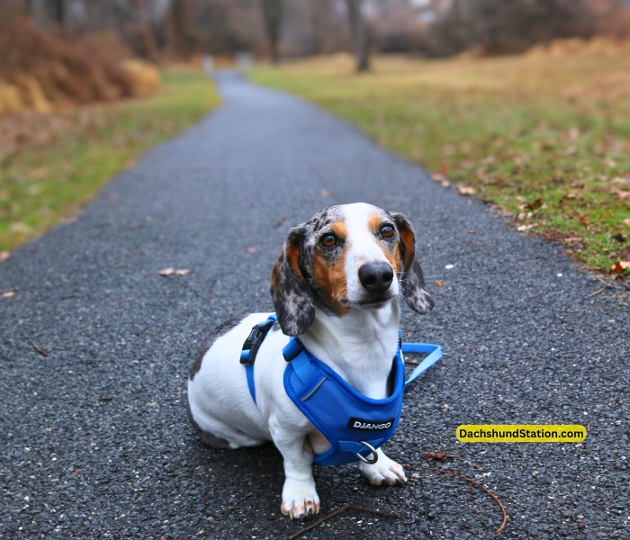 mini dachshund wearing django harness by dachshundstation.com