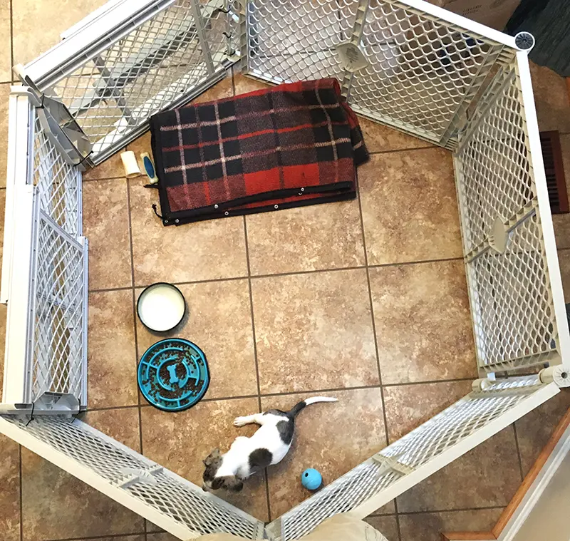 dachshund puppy in a playpen dachshund puppy in a playpen