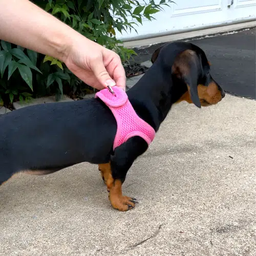 black and tan mini dachshund puppy wearing the pink Velpro dog harness black and tan mini dachshund puppy wearing the pink Velpro dog harness