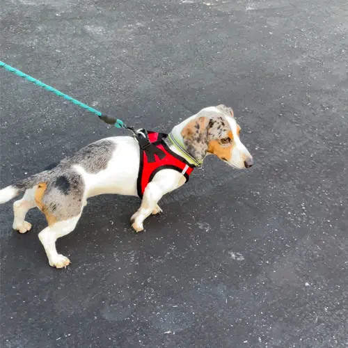 Dachshund wearing Voyager Dog Harness Dachshund wearing Voyager Dog Harness