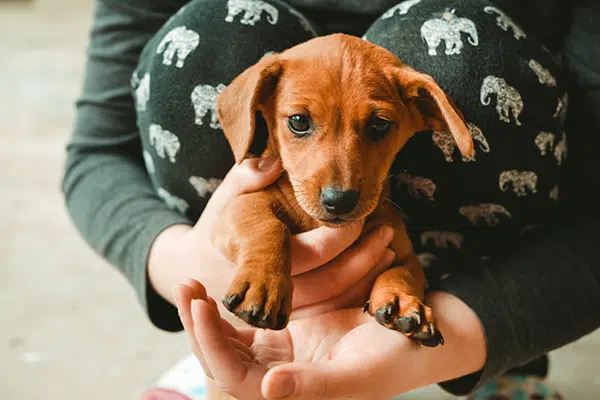 Hands holding a cute red dachshund puppy. Hands holding a cute red dachshund puppy.