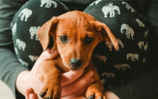 best gifts for dachshund lovers