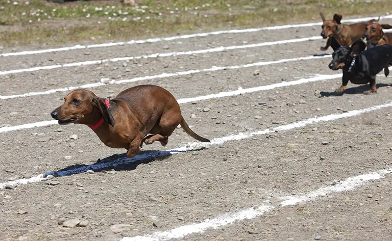 Weiner dog race. Weiner dog race