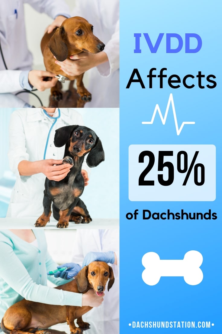 IVDD Affects 25% of Dachshunds Poster IVDD Affects 25% of Dachshunds Poster