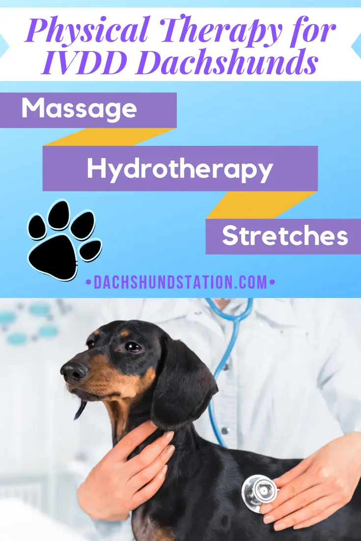 IVDD dachshund disease therapy for dachshunds with ivdd