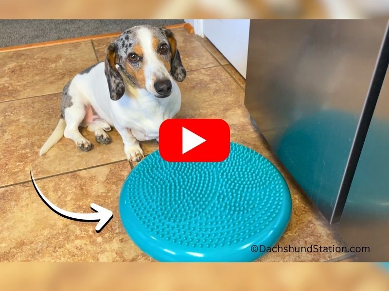 Mini dachshund sitting next to a blue balance disc for a core strength exercise (Video)