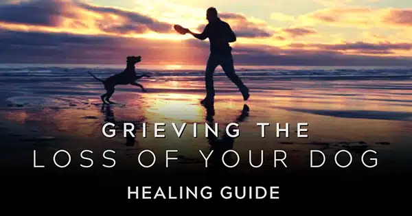 cope-with-the-loss-of-a-dog videos cover Grieving the Loss of a Dog