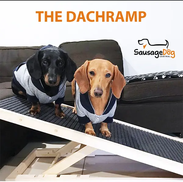 Dachramp image from Alpha Paw Dachramp Ad image from Alpha Paw